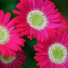 gerbera hybride 'Lisa'