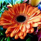 Gerbera I