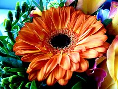 Gerbera I