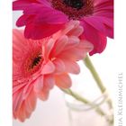 Gerbera I