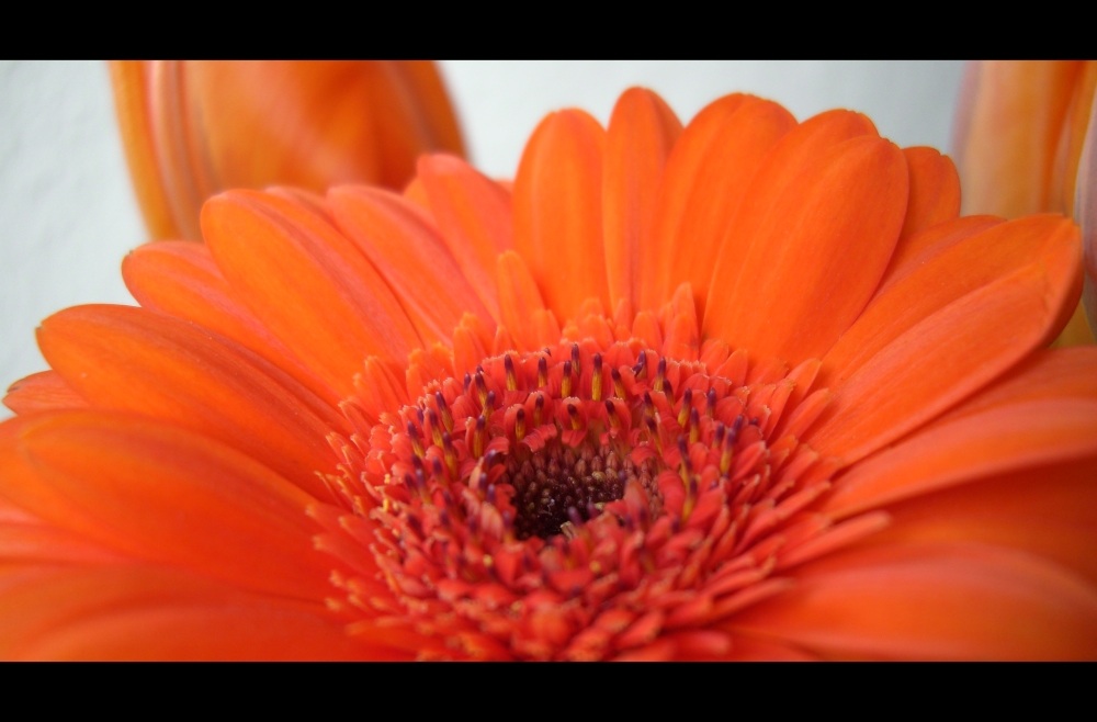 Gerbera I