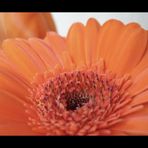 Gerbera I