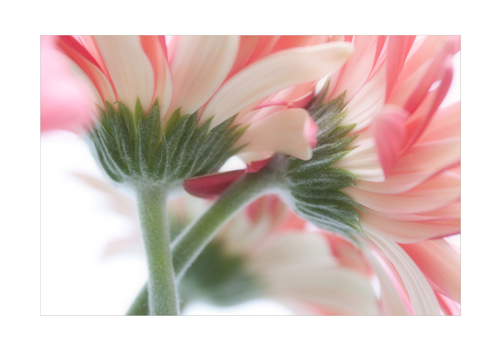 Gerbera I