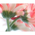 Gerbera I