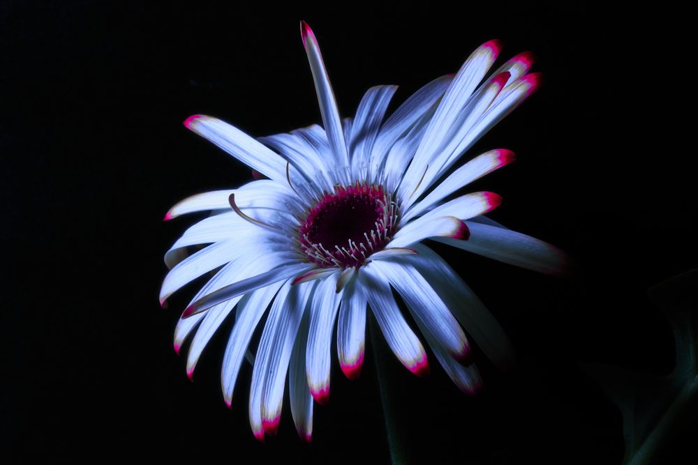 Gerbera I