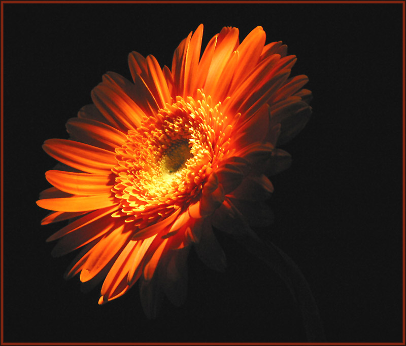 Gerbera I