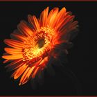 Gerbera I