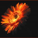 Gerbera I