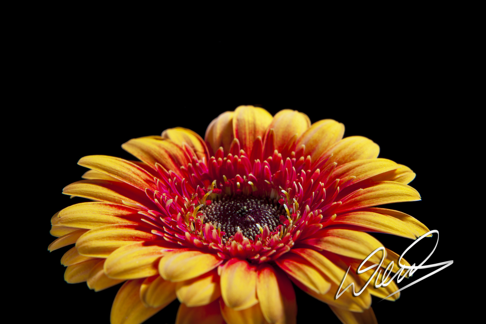 Gerbera …II