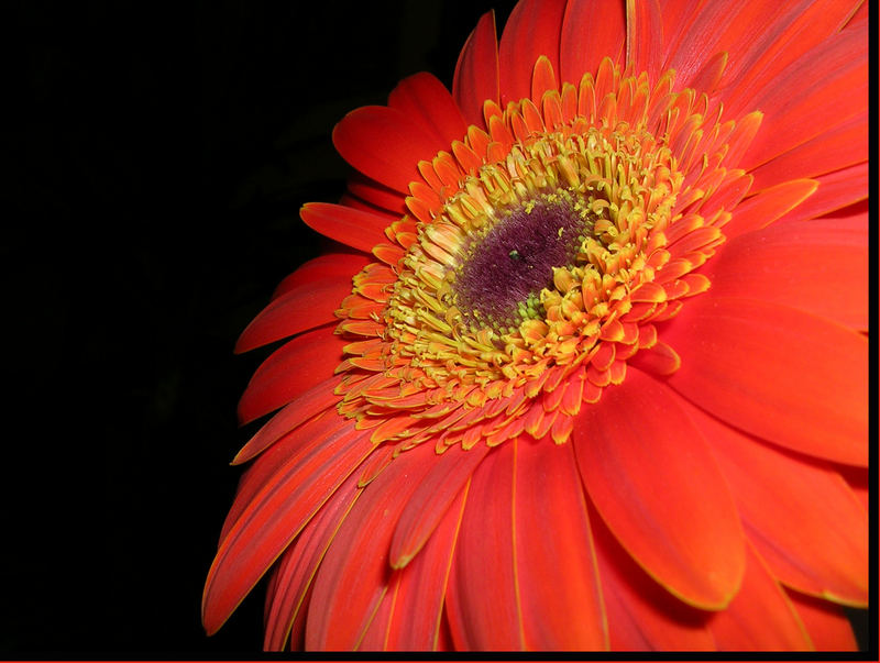 *Gerbera* II