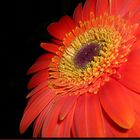 *Gerbera* II