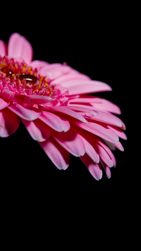 Gerbera II