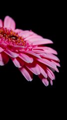 Gerbera II