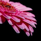 Gerbera II