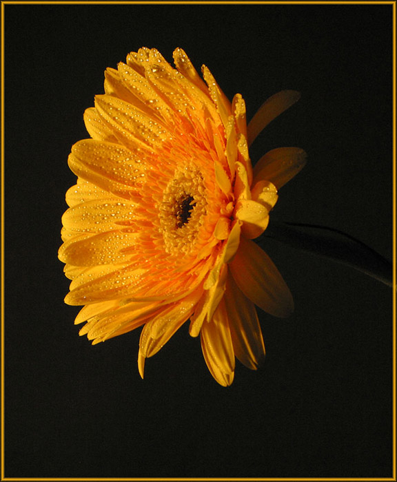 Gerbera II