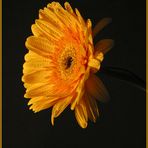 Gerbera II