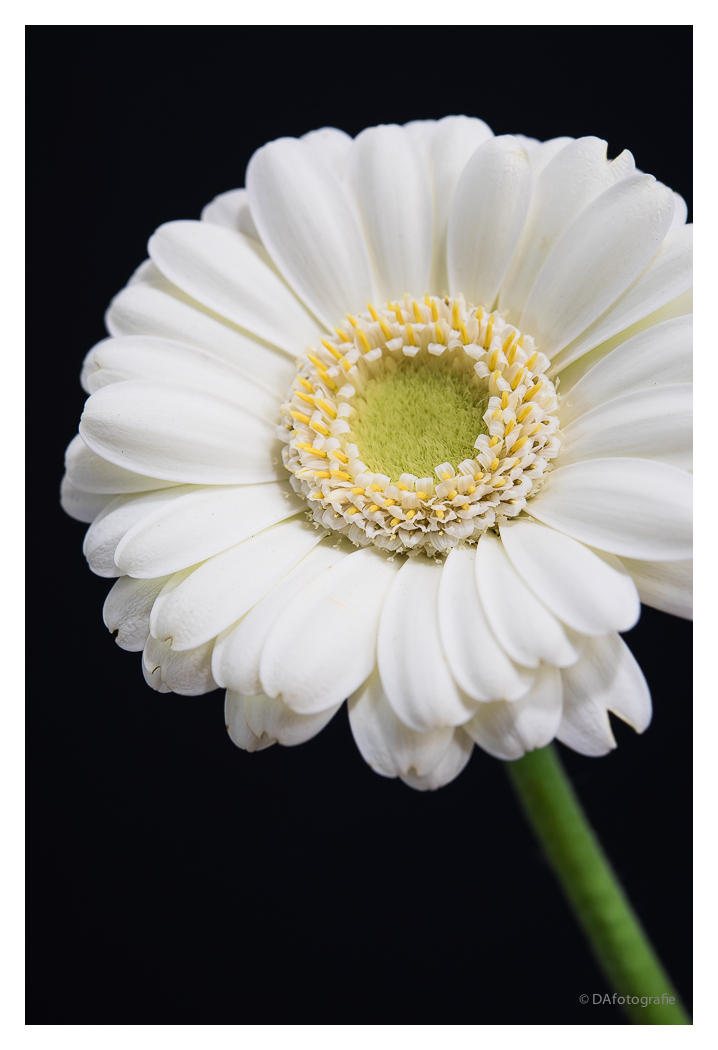 Gerbera II