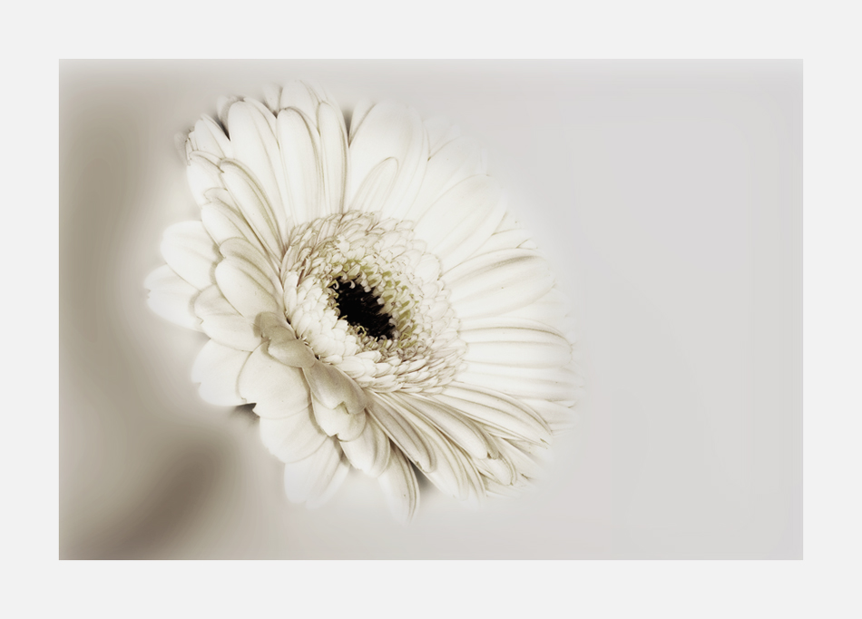 Gerbera II