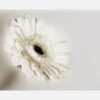 Gerbera II