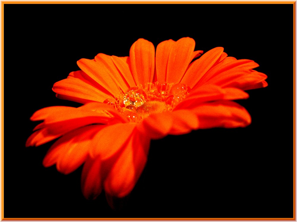 Gerbera II