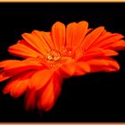 Gerbera II