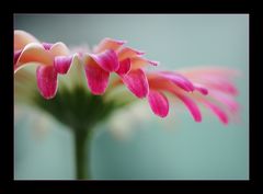 Gerbera II