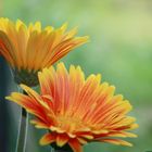 Gerbera II