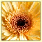 Gerbera II