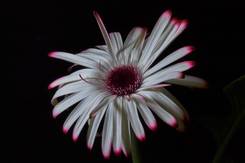 Gerbera II