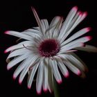 Gerbera II