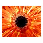 "Gerbera II"