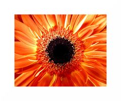 "Gerbera II"