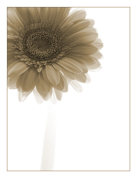 Gerbera II