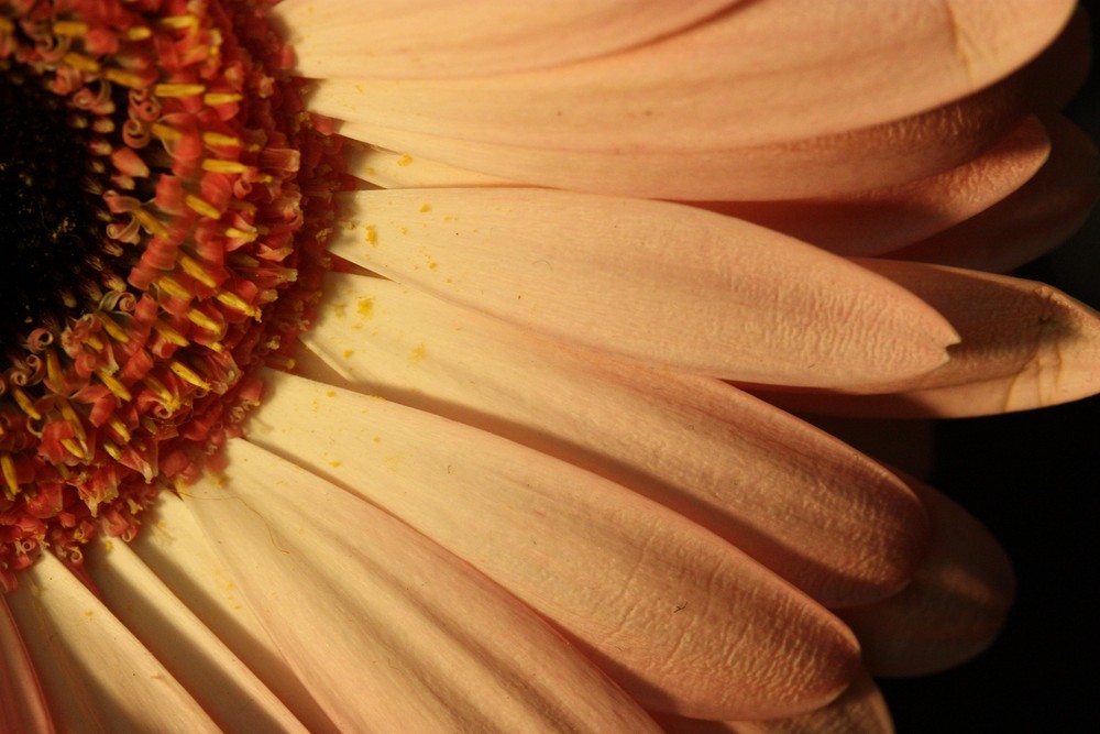 Gerbera II...