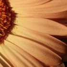 Gerbera II...