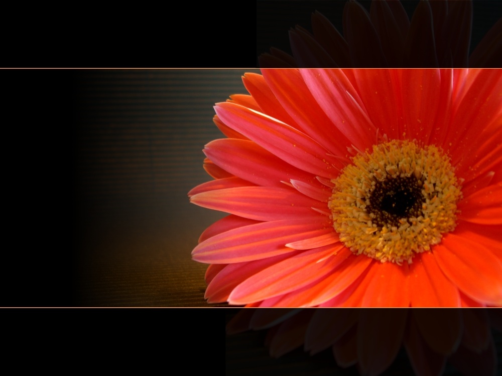 Gerbera III