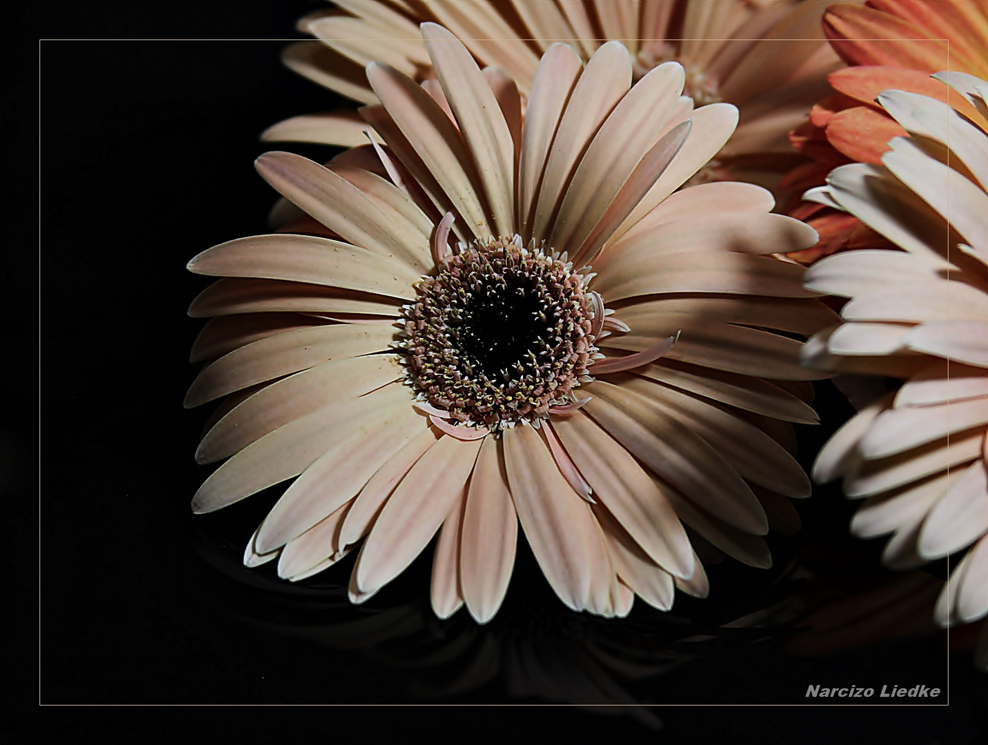 Gerbera - III