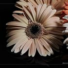 Gerbera - III