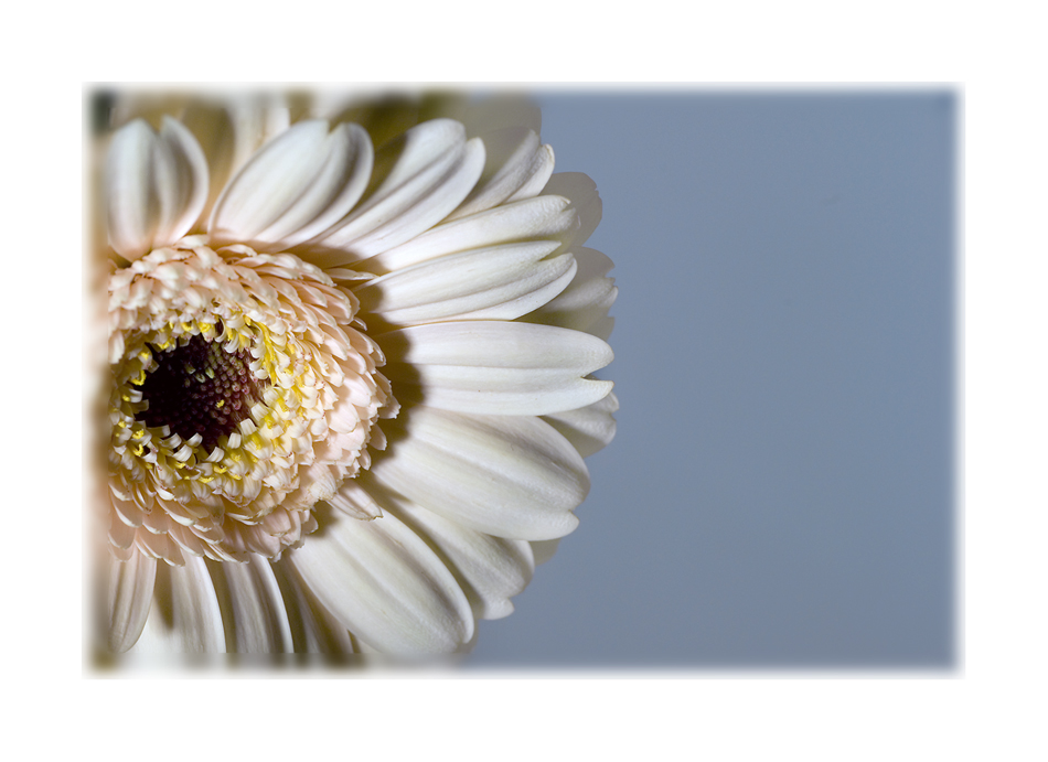 Gerbera III