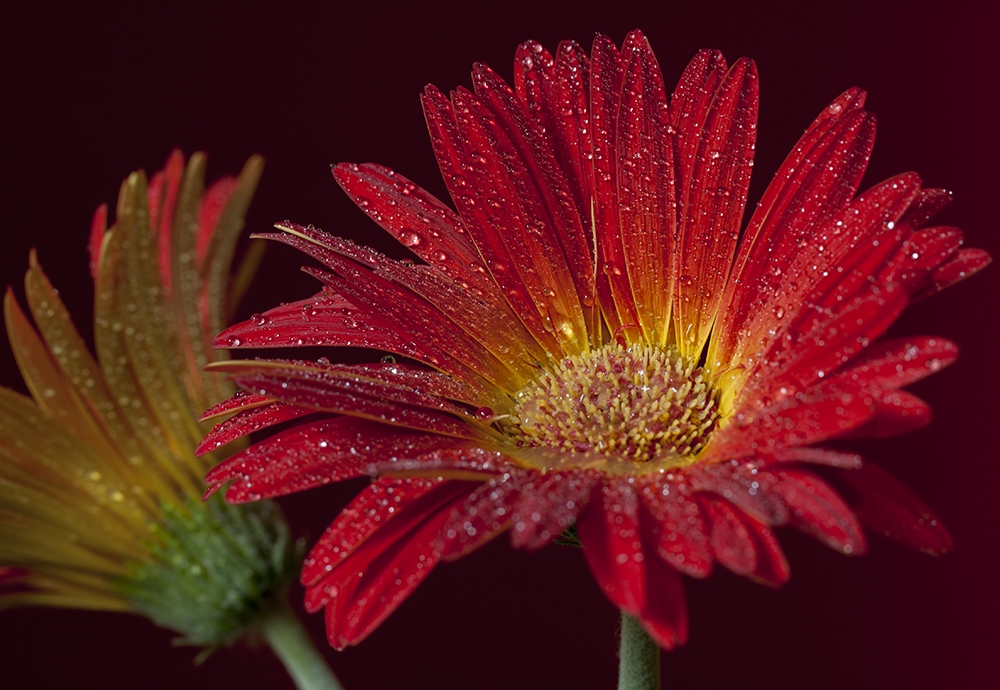 Gerbera III