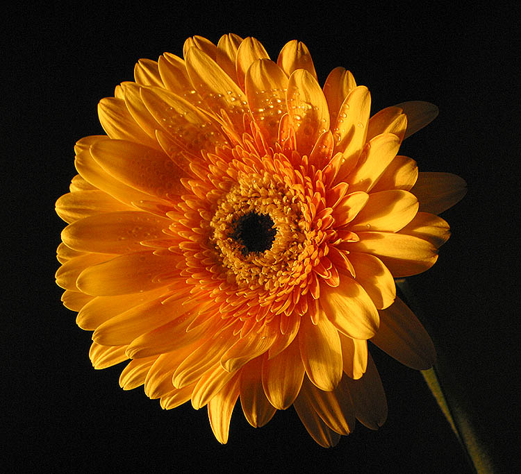 Gerbera III