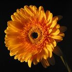 Gerbera III