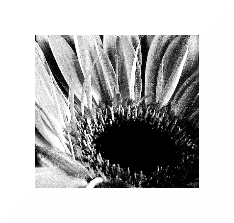 Gerbera III