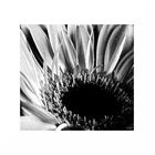 Gerbera III