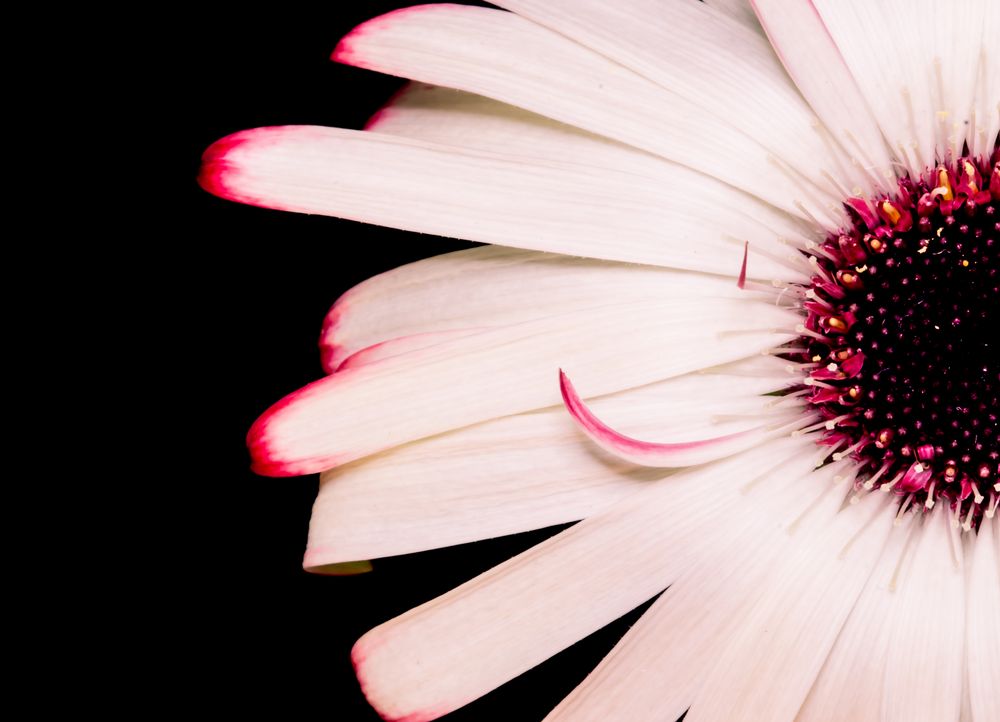 Gerbera III