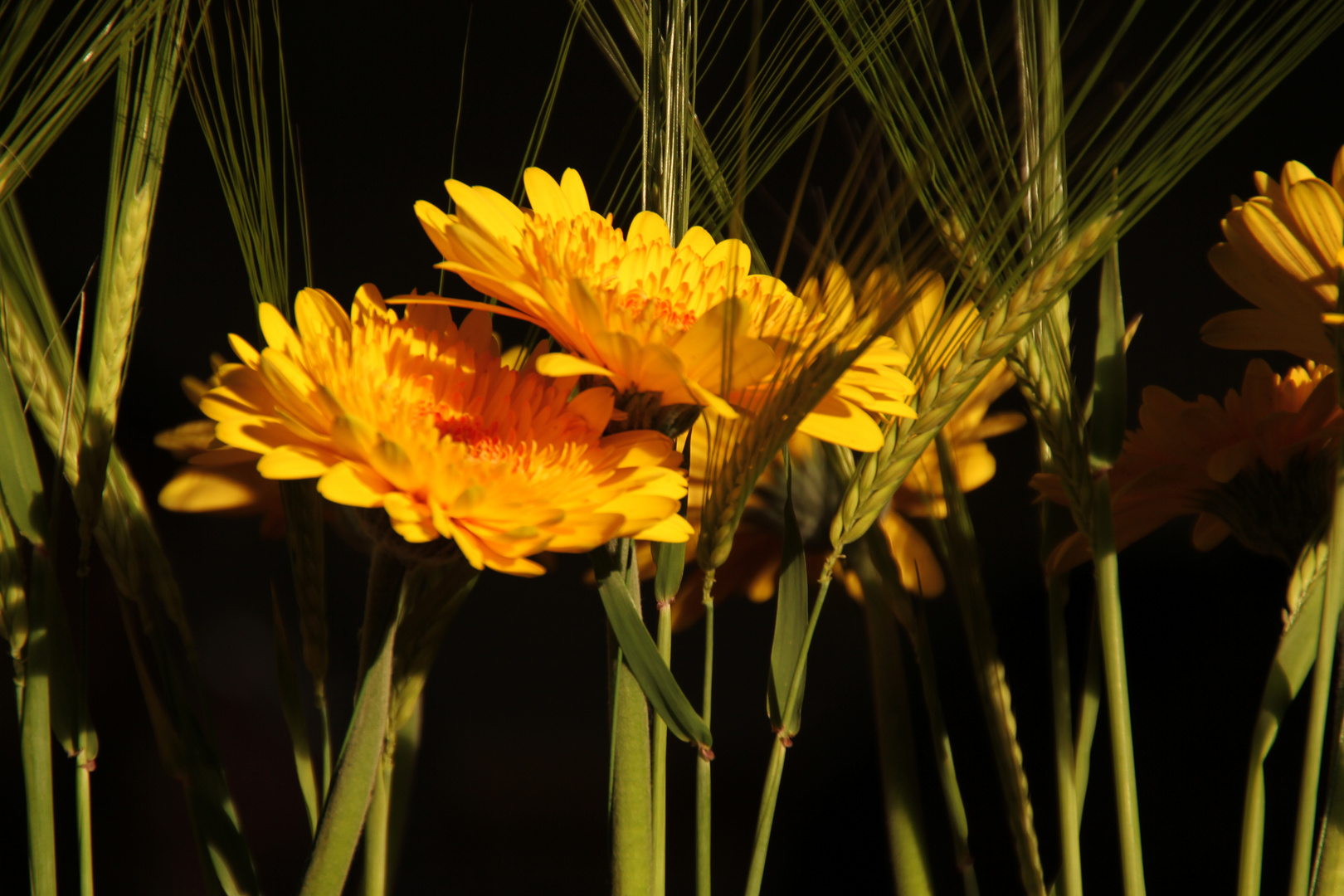 Gerbera im Abendlicht