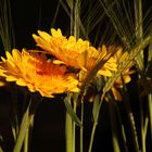 Gerbera im Abendlicht