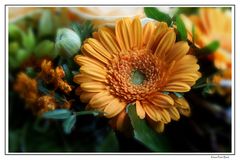 Gerbera im Blumenstrauß