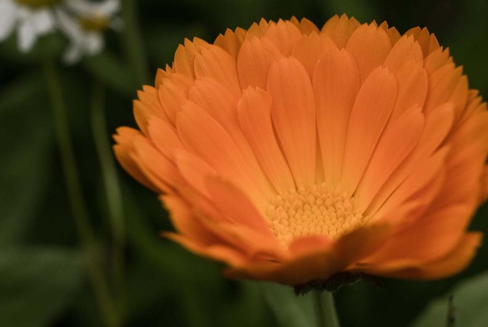 Gerbera im botanischen Garten in Ulm