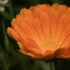 Gerbera im botanischen Garten in Ulm